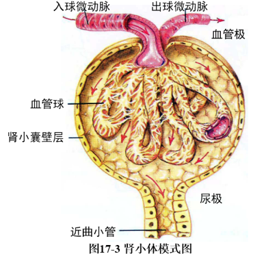 血管球(glomerulus):又译为肾小球,是肾小囊中一团蟠曲的毛细血管,是